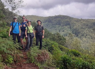 Pekoe Trail, 13, Haputale To St. Catherine & Liptons Seat Se