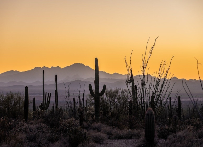 Picture 11 for Activity Saguaro National Park: Self-Guided GPS Audio Tour