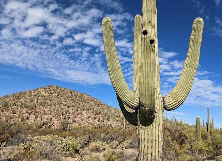 Picture 17 for Activity Saguaro National Park: Self-Guided GPS Audio Tour