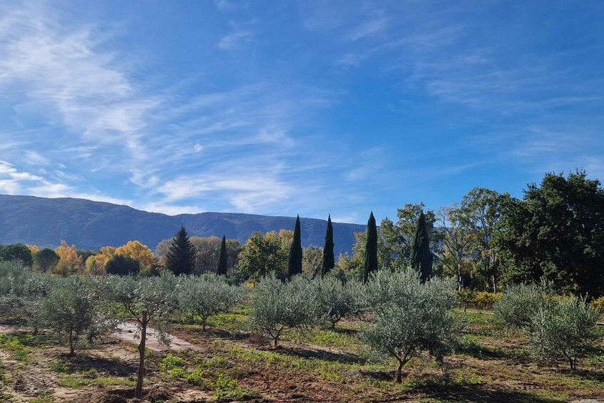 Picture 4 for Activity From Avignon: Full-Day E-Bike Tour in the Luberon Region