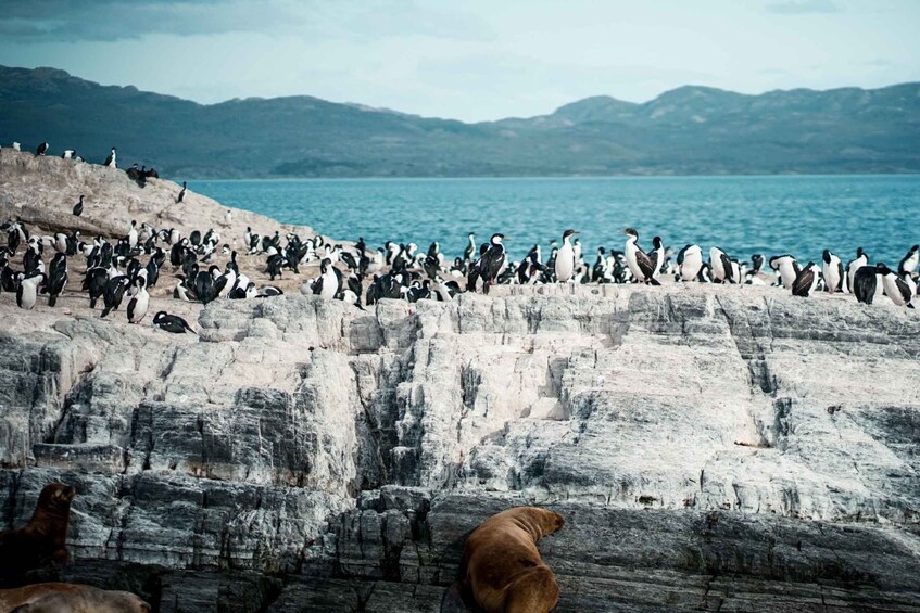 Picture 2 for Activity From Ushuaia: Beagle Channel Catamaran Tour