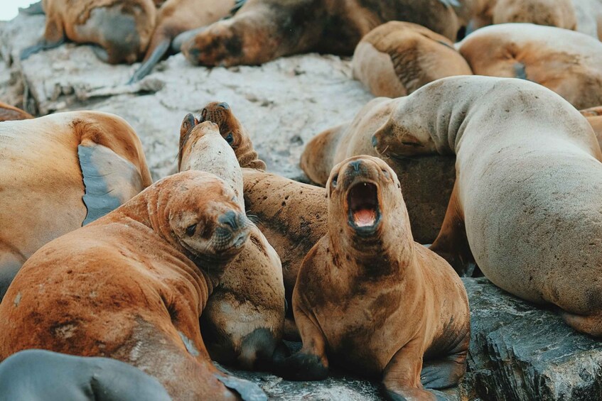 Picture 5 for Activity From Ushuaia: Beagle Channel Catamaran Tour