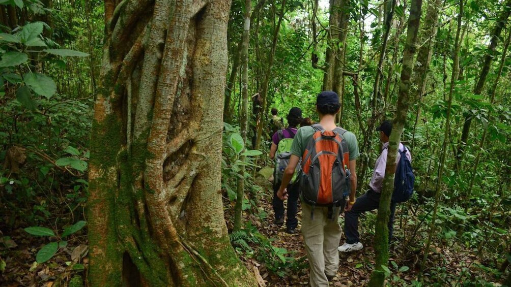 Picture 2 for Activity Birdwatching Day Tour at Chicaque Natural Park