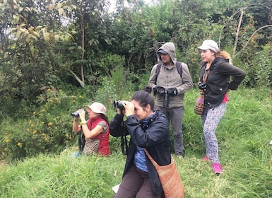 Tour di un giorno dedicato al birdwatching nel Parco Naturale di Chicaque