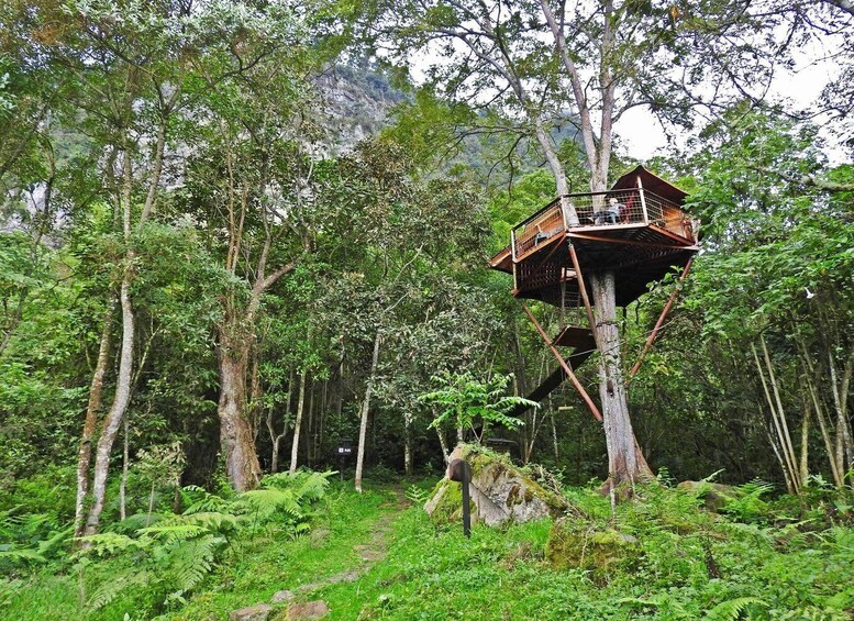 Picture 5 for Activity Birdwatching Day Tour at Chicaque Natural Park