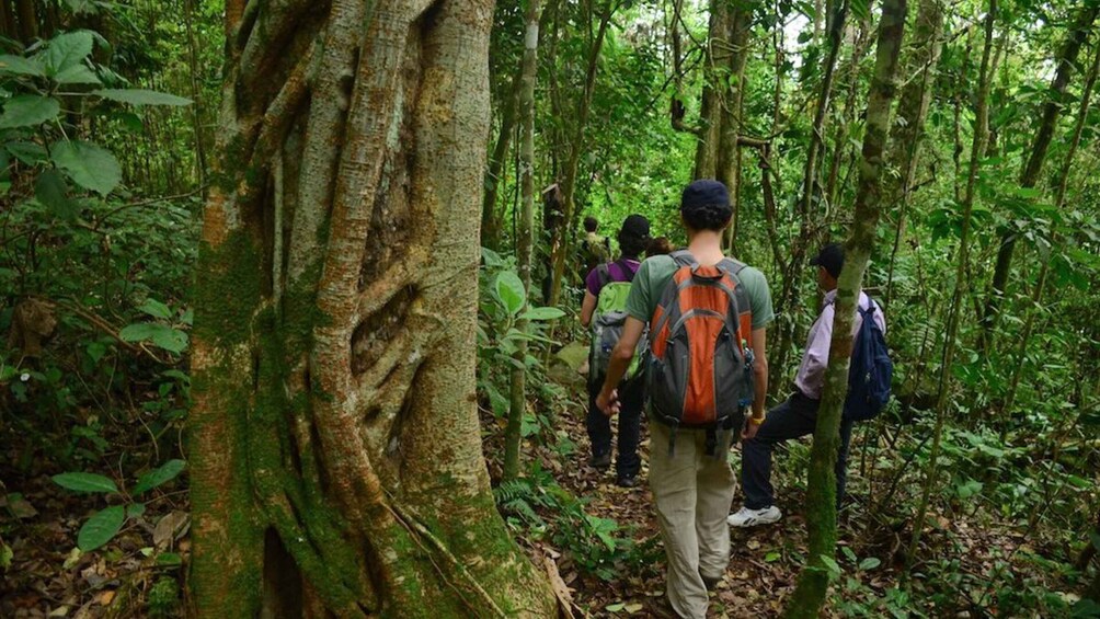 Picture 2 for Activity Birdwatching Day Tour at Chicaque Natural Park