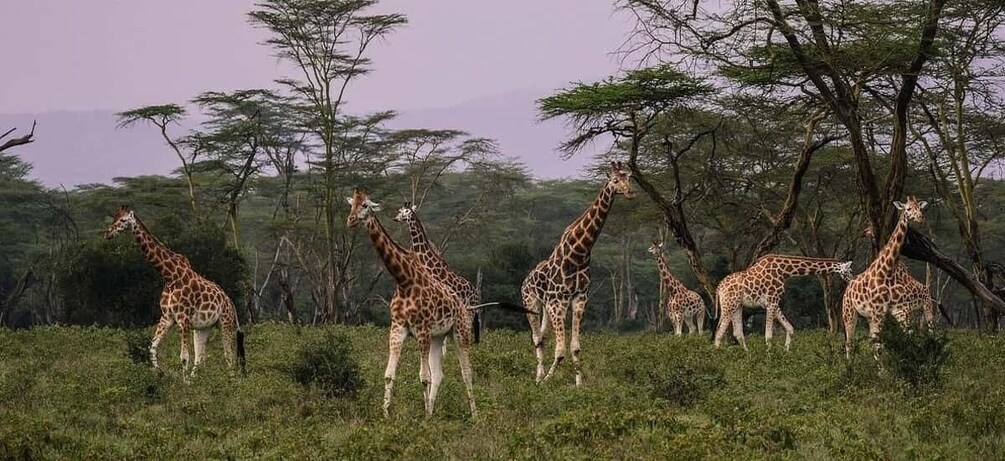 Picture 5 for Activity Overnight Tour To Hell’s Gate And Lake Nakuru National Park