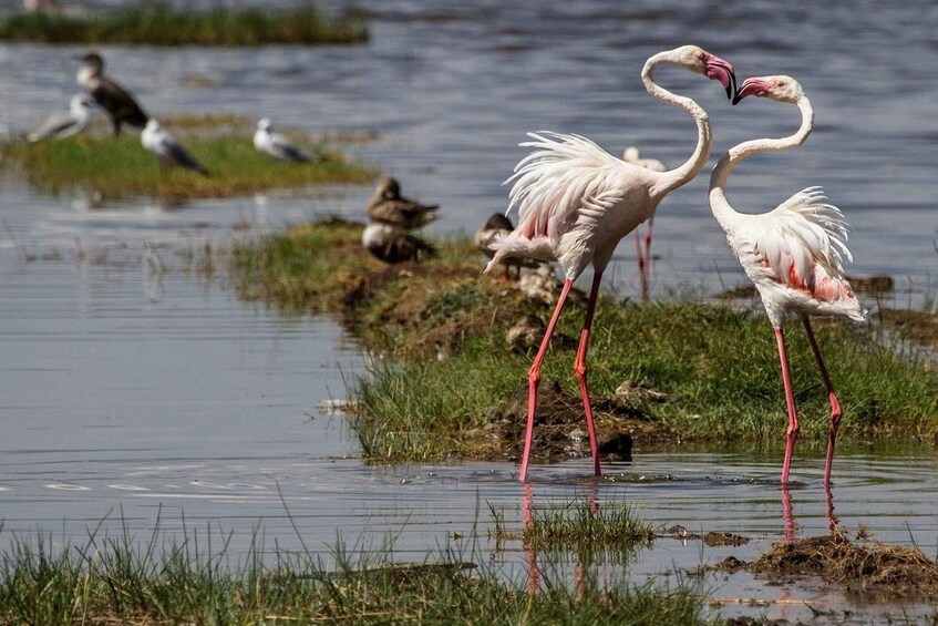 Picture 6 for Activity Overnight Tour To Hell’s Gate And Lake Nakuru National Park