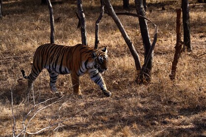 Delhi: 7 dage i Den Gyldne Trekant med Ranthambore og Varanasi