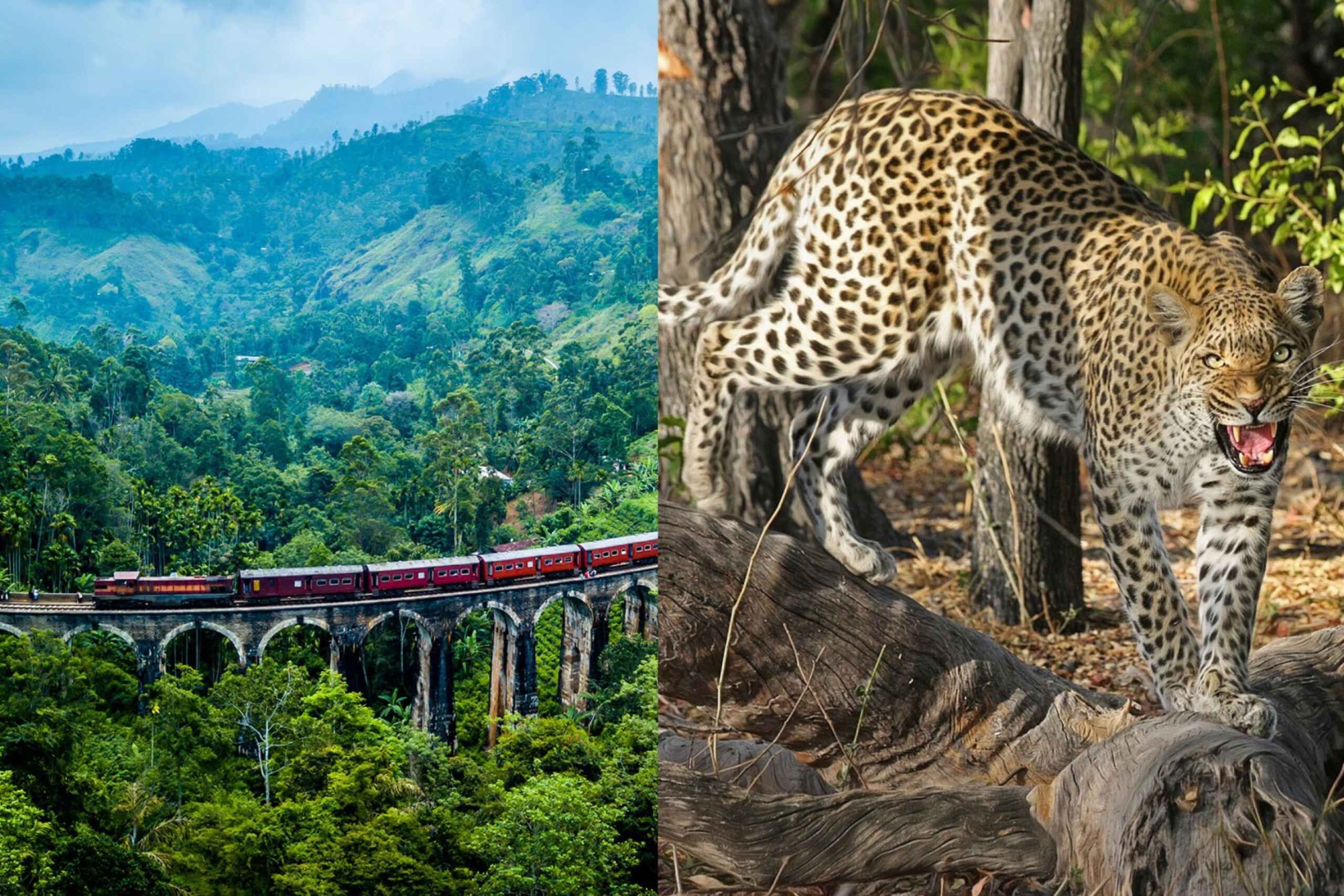 All Inclusive Ella Scenic Train Journey with Yala Safari 