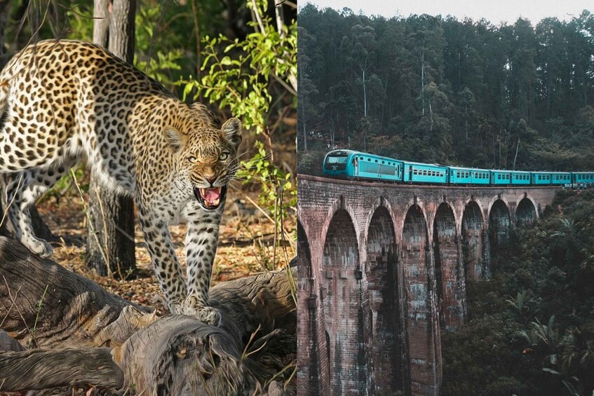 All Inclusive Ella Scenic Train Journey with Yala Safari