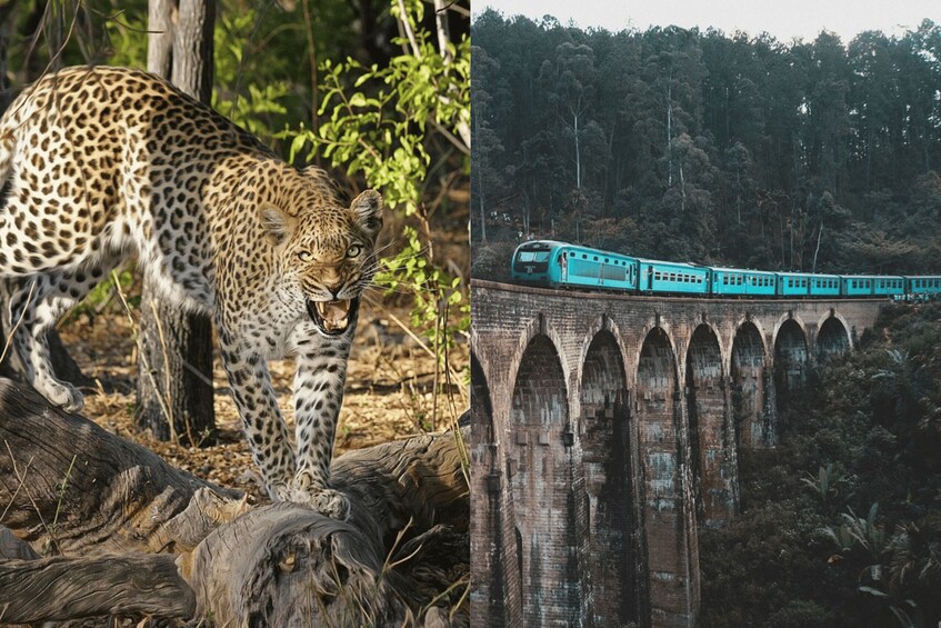 All Inclusive Ella Scenic Train Journey with Yala Safari