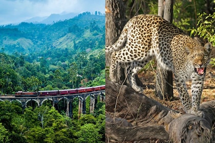 การเดินทางด้วยรถไฟชมวิวเอลลาแบบรวมทุกอย่างพร้อมซาฟารียะลา