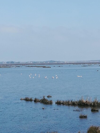 Aveiro: Tour Ria - Bike Adventure in Aveiro's Estuary