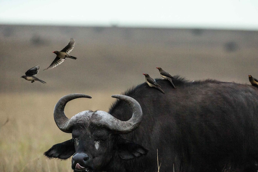 Picture 6 for Activity 3-Day Masai mara Safari Adventure