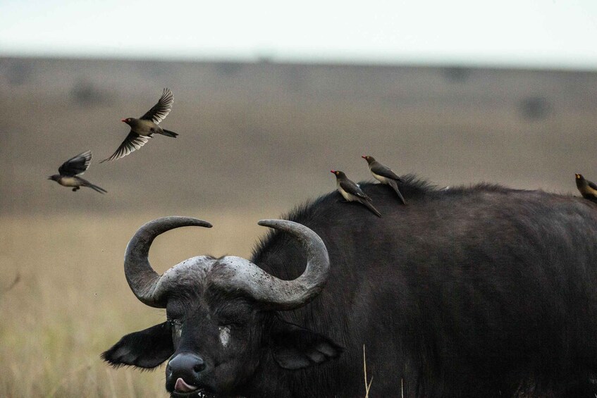 Picture 6 for Activity 3-Day Masai mara Safari Adventure