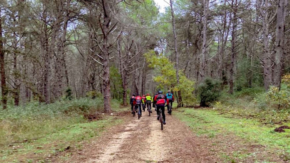 Picture 10 for Activity Bari: MTB Tour in "Mercadante" Forest with "focaccia"