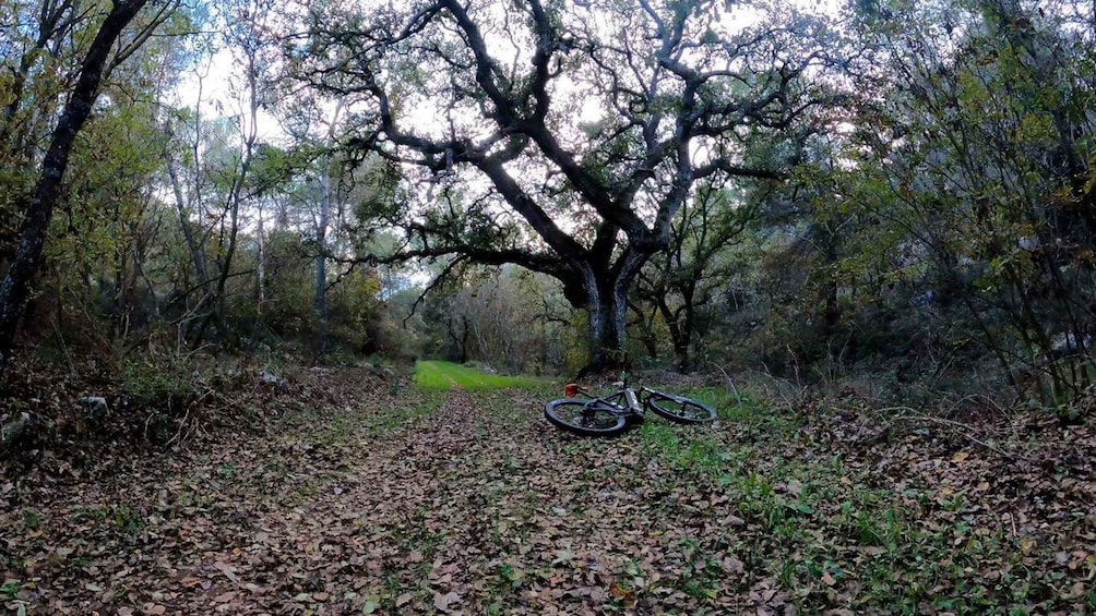 Picture 12 for Activity Puglia/Bari: Bike Tour in Forest & Focaccia