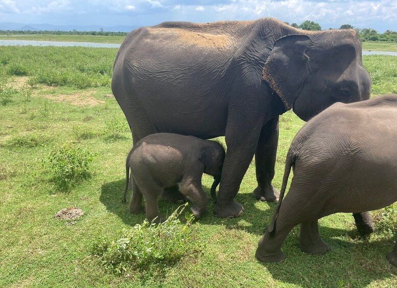 Picture 2 for Activity All inclussive Udawalawa National Park Safari From Colombo