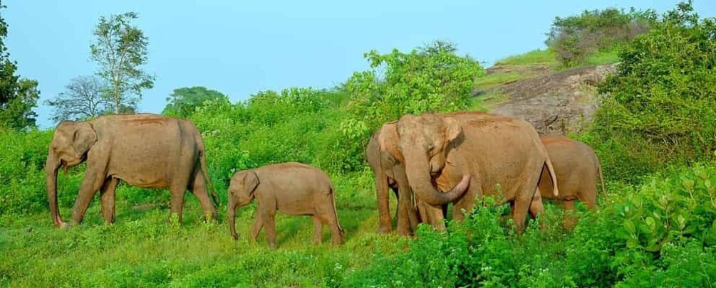 Picture 13 for Activity All inclussive Udawalawa National Park Safari From Colombo