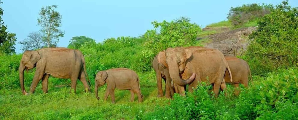 Picture 13 for Activity All inclussive Udawalawa National Park Safari From Colombo