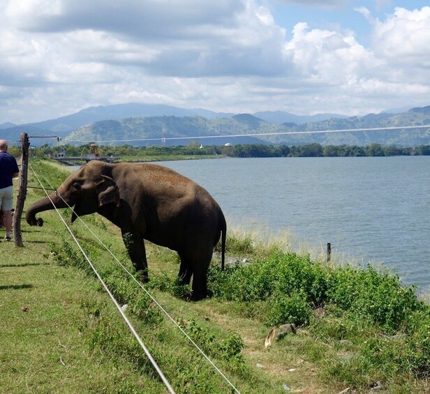 Picture 9 for Activity All inclussive Udawalawa National Park Safari From Colombo