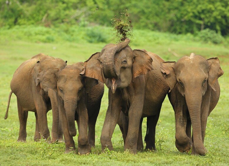 Picture 7 for Activity All inclussive Udawalawa National Park Safari From Colombo