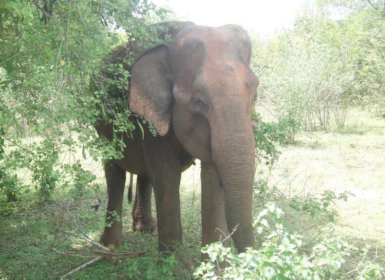 Picture 3 for Activity All inclussive Udawalawa National Park Safari From Colombo