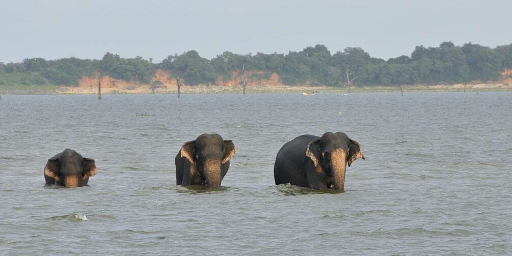 Picture 6 for Activity All inclussive Udawalawa National Park Safari From Colombo