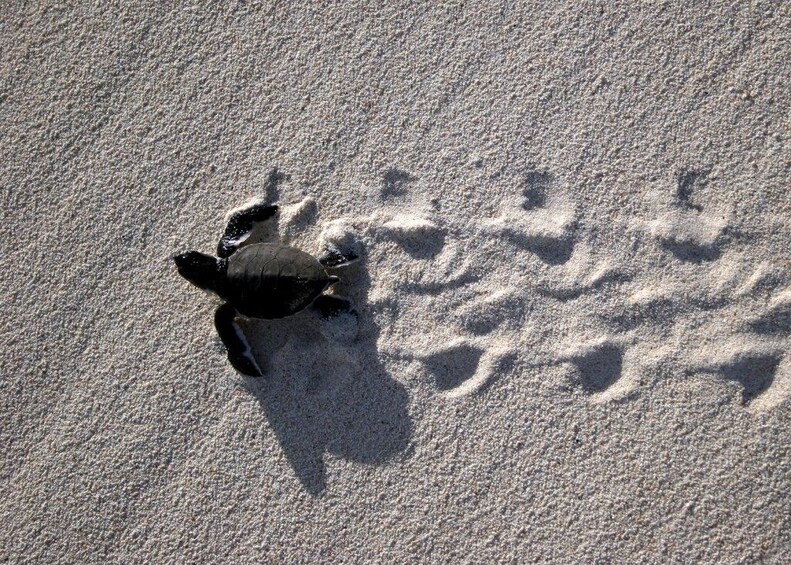 Baby sea turtle crawling on the sand