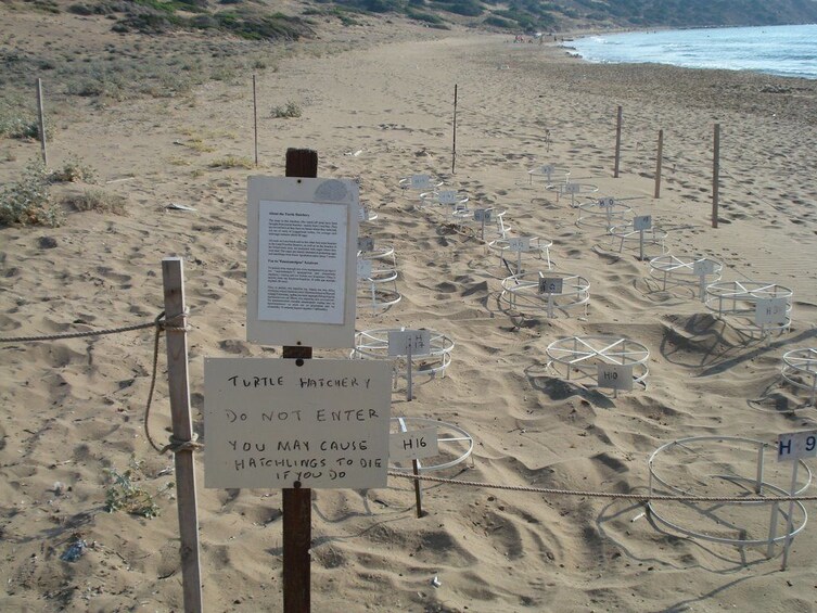 Turtle Hatchery on the beach of Paphos