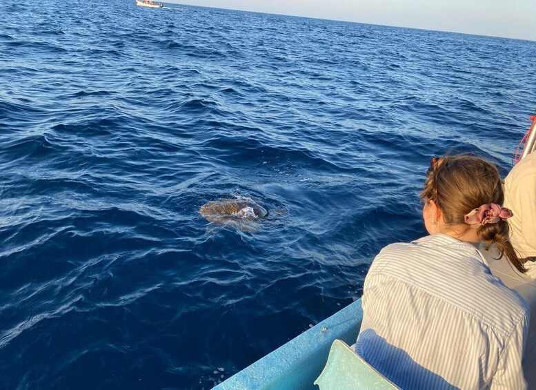 Picture 45 for Activity Puerto Escondido: Boat Tour to Swim with Dolphins & Turtles