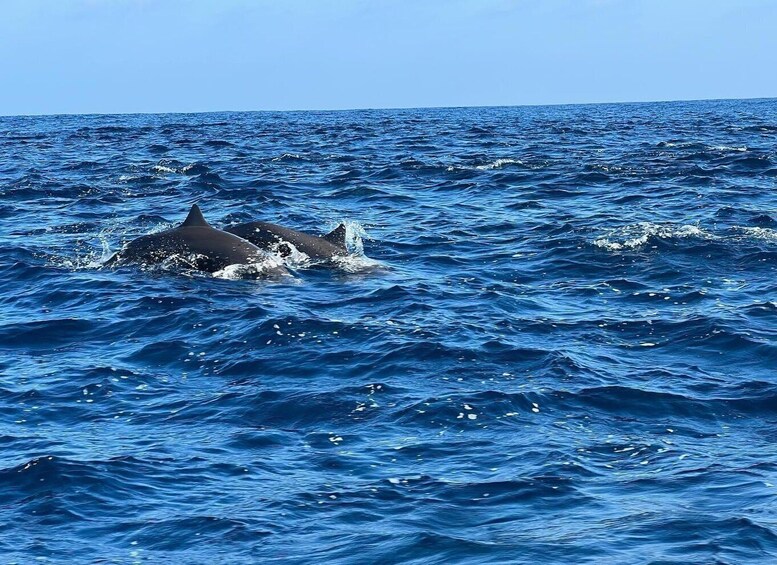 Picture 7 for Activity Puerto Escondido: Boat Tour to Swim with Dolphins & Turtles