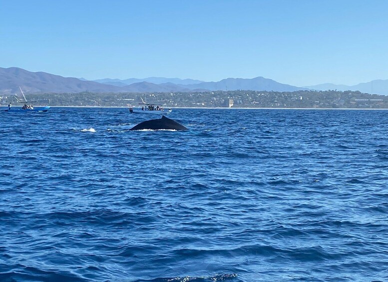 Picture 40 for Activity Puerto Escondido: Boat Tour to Swim with Dolphins & Turtles