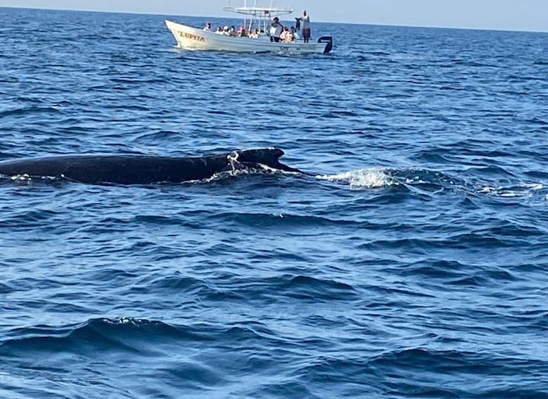 Picture 35 for Activity Puerto Escondido: Boat Tour to Swim with Dolphins & Turtles