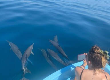 Puerto Escondido: Boat Tour to Swim with Dolphins & Turtles