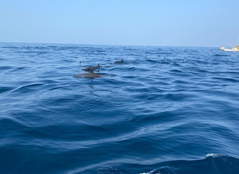 Picture 68 for Activity Puerto Escondido: Boat Tour to Swim with Dolphins & Turtles