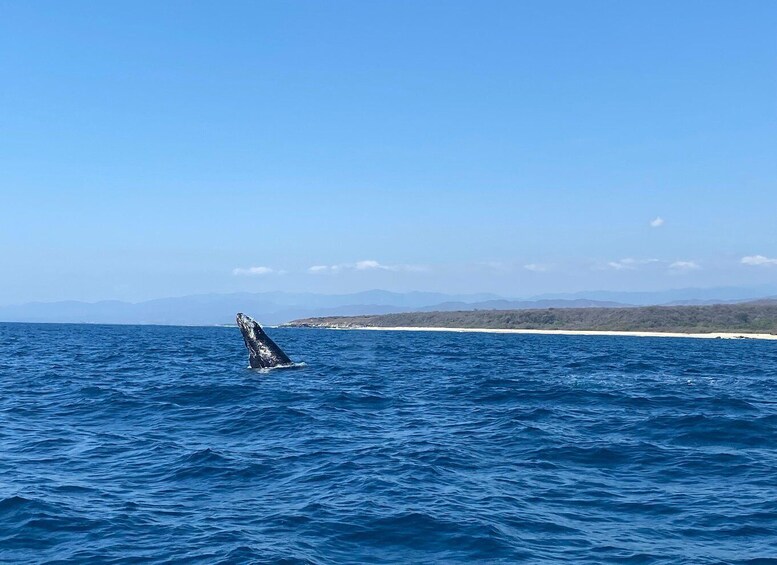 Picture 57 for Activity Puerto Escondido: Boat Tour to Swim with Dolphins & Turtles