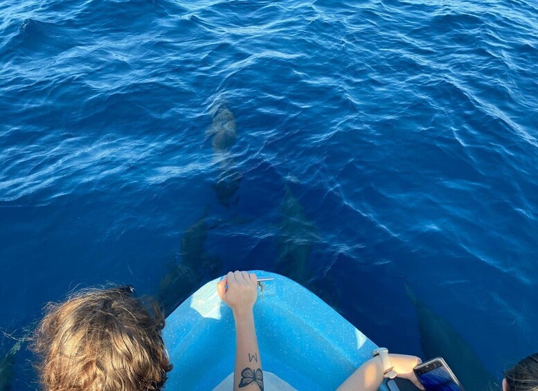 Picture 43 for Activity Puerto Escondido: Boat Tour to Swim with Dolphins & Turtles