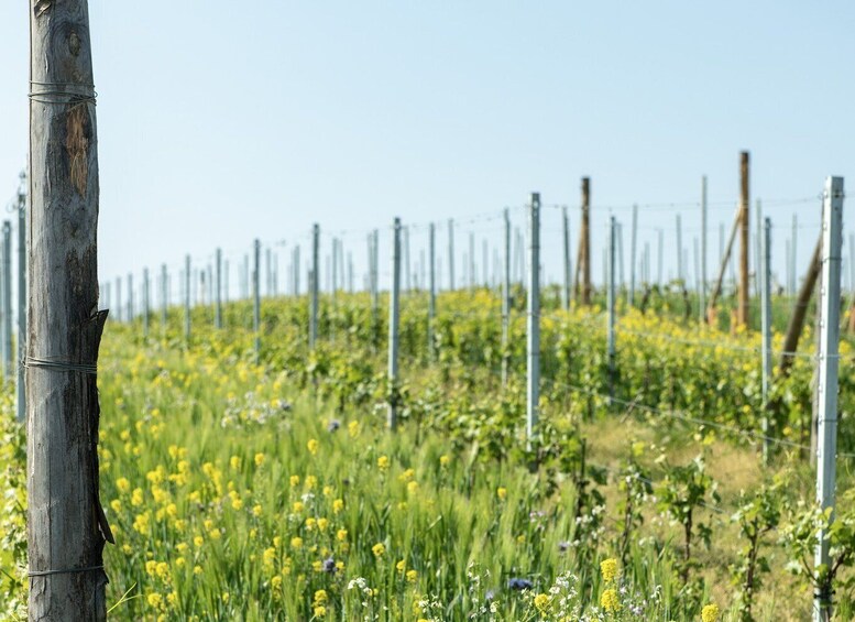 Picture 2 for Activity Monferrato: Wine Tour & Picnic in the Vineyards