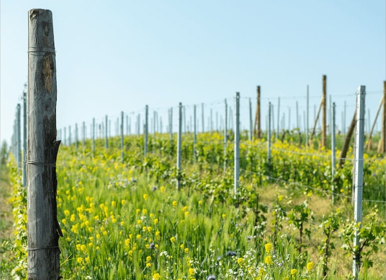 Picture 2 for Activity Monferrato: Wine Tour & Picnic in the Vineyards