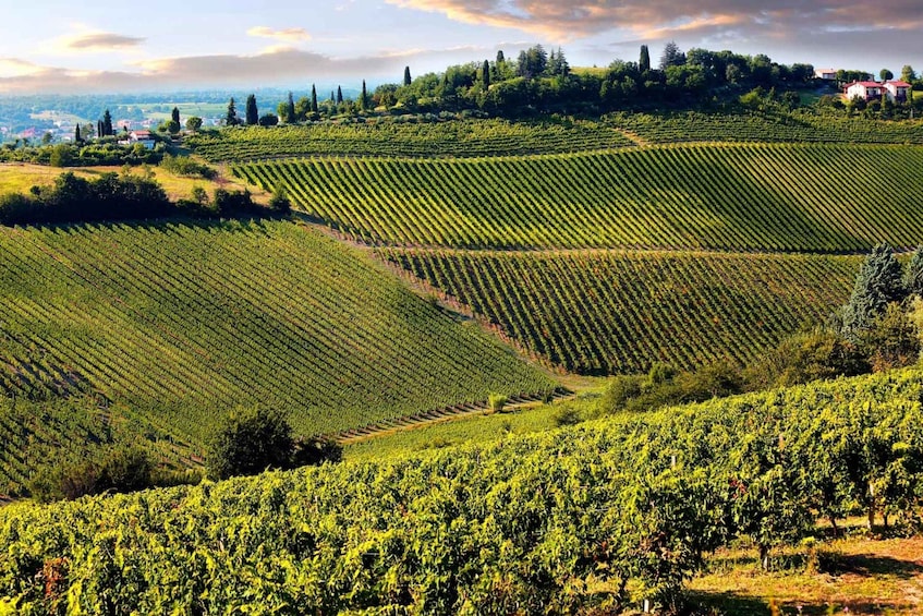 Picture 2 for Activity From Viareggio: Siena, San Gimignano & Chianti Wine Tasting