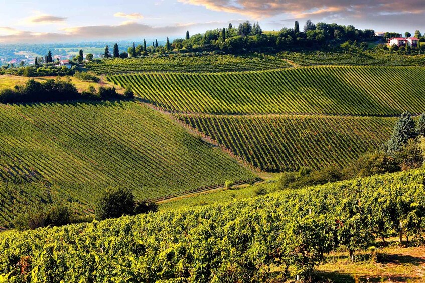 Picture 2 for Activity From Viareggio: Siena, San Gimignano & Chianti Wine Tasting