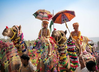 Von Jaipur aus: Ein-Tages-Trip von Jaipur nach Pushkar