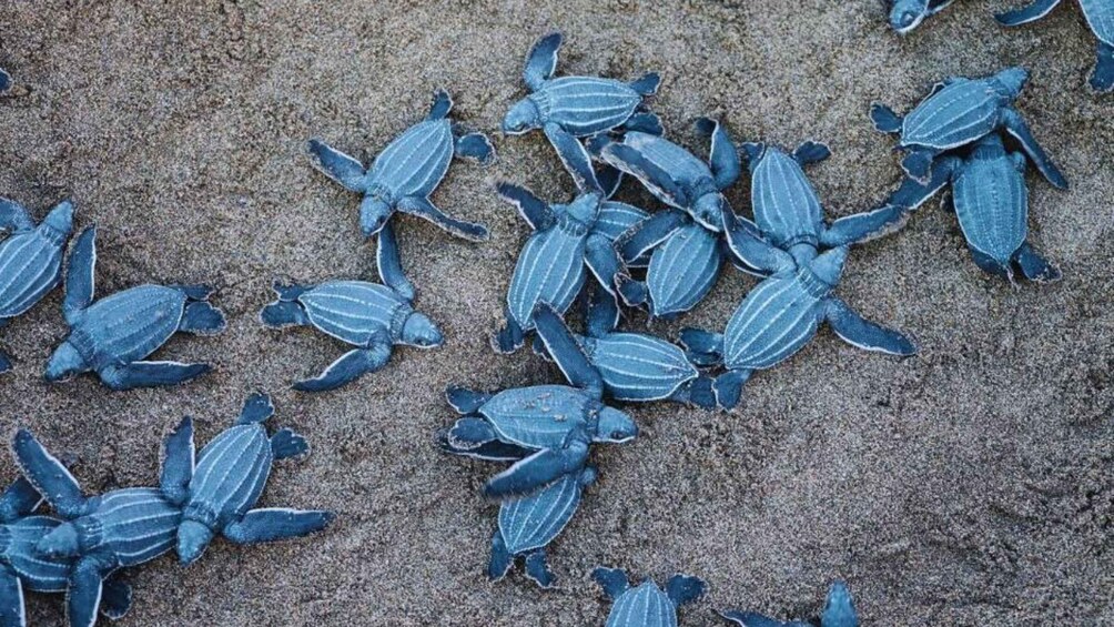 Picture 4 for Activity From Colombo: Exclusive Madu River Safari & Turtle Hatchery