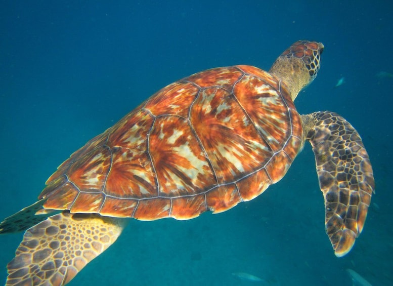 Picture 1 for Activity São Vicente: Swimming and Snorkeling Tour with Sea Turtles