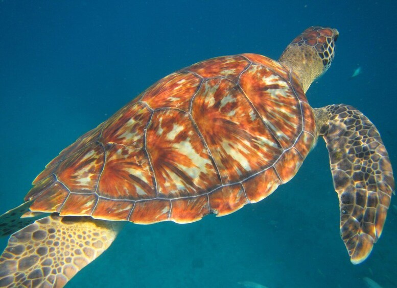 Picture 1 for Activity São Vicente: Swimming and Snorkeling Tour with Sea Turtles