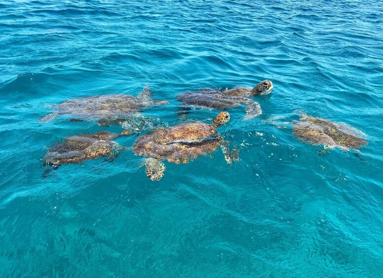 Picture 3 for Activity São Vicente: Swimming and Snorkeling Tour with Sea Turtles