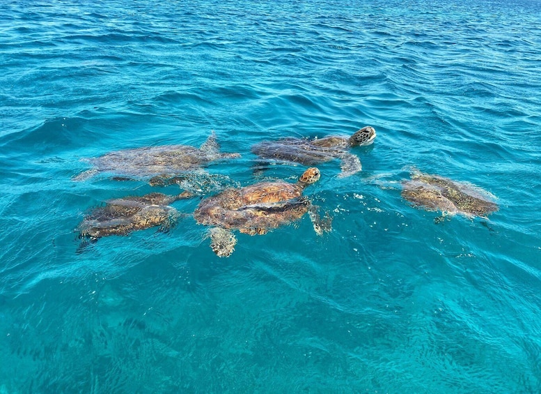 Picture 3 for Activity São Vicente: Swimming and Snorkeling Tour with Sea Turtles