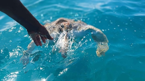 São Vicente: Swimming and Snorkelling Tour with Sea Turtles